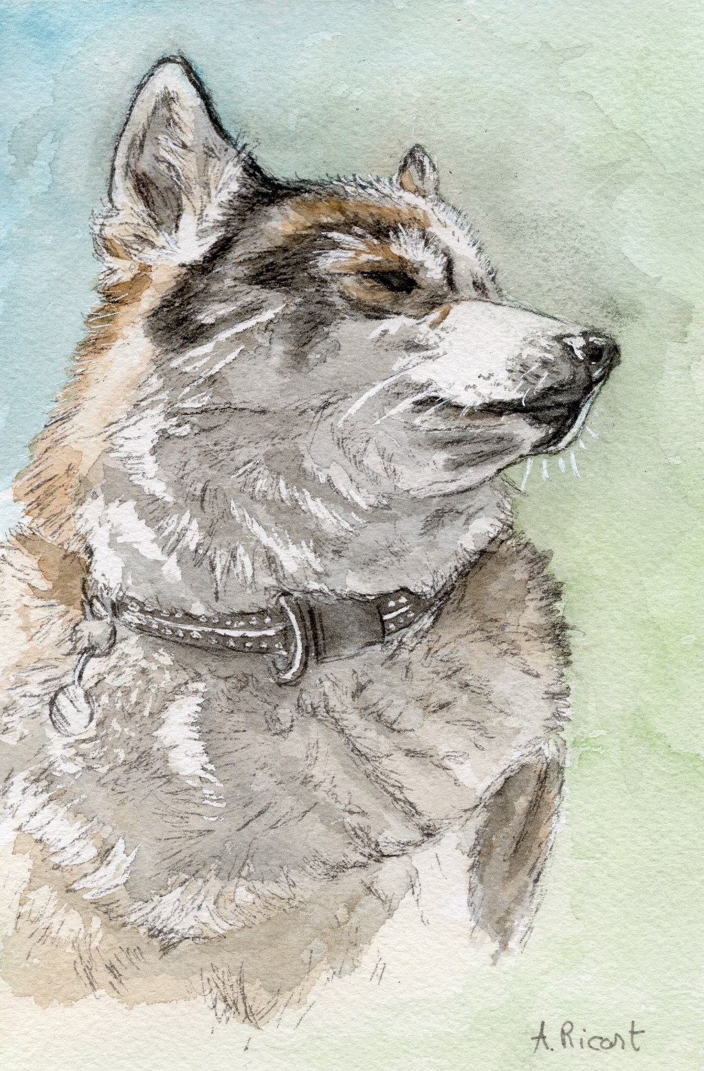 Aquarelle représentant un husky assie et qui tourne la tête vers la droite