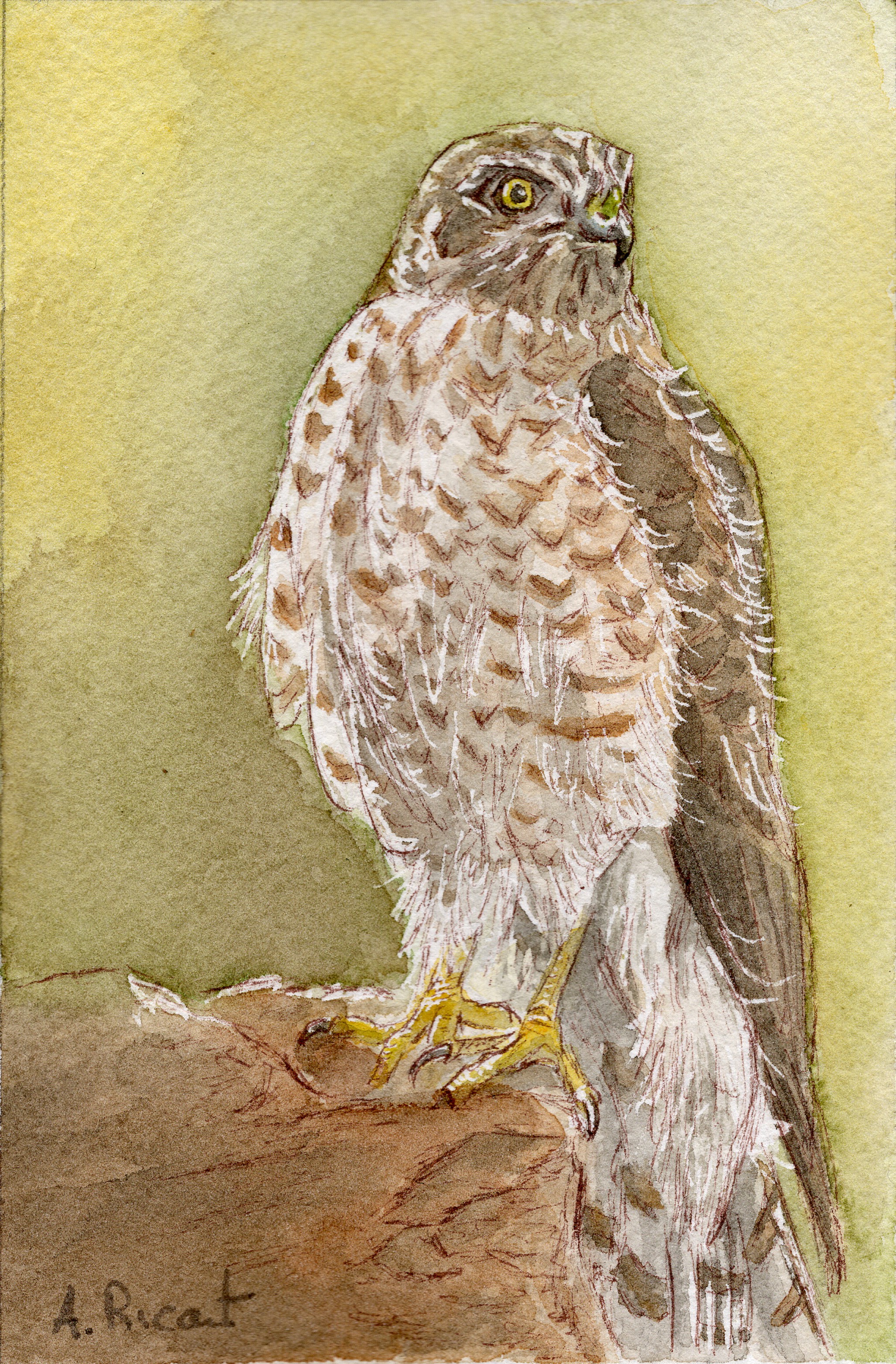 Bird of prey
